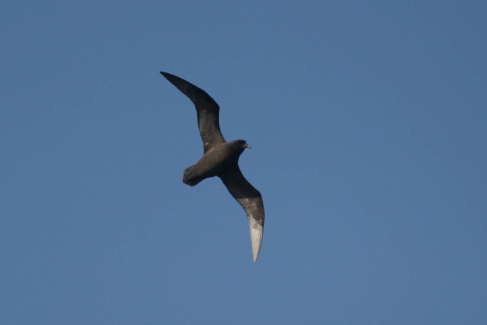 Great-winged petrel (Pterodroma macroptera) Great-winged petrel (Pterodroma macroptera)