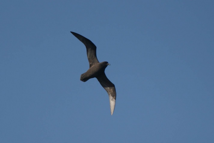 Great-winged petrel (Pterodroma macroptera)