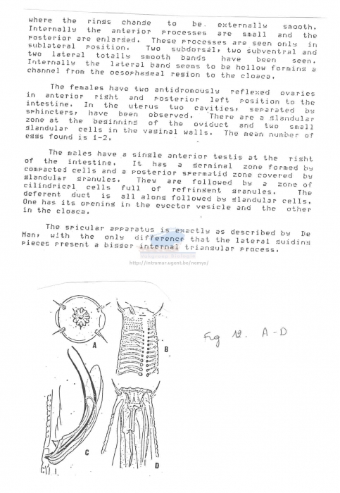 Spilophorella paradoxa