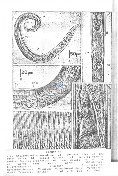 Spilophorella paradoxa