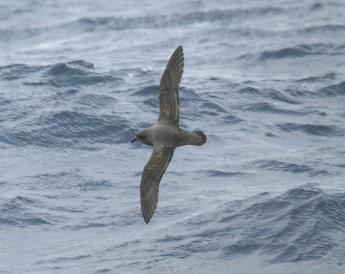 Kerguelen petrel (Pterodroma brevirostris) Kerguelen petrel (Pterodroma brevirostris)