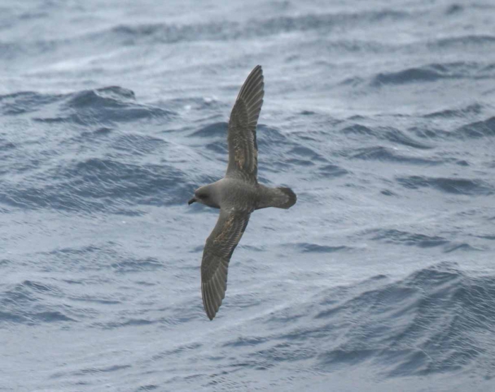 Kerguelen petrel (Pterodroma brevirostris)