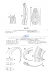 Nematode file-library of the Marine Biology Section (Ghent University, Belgium)