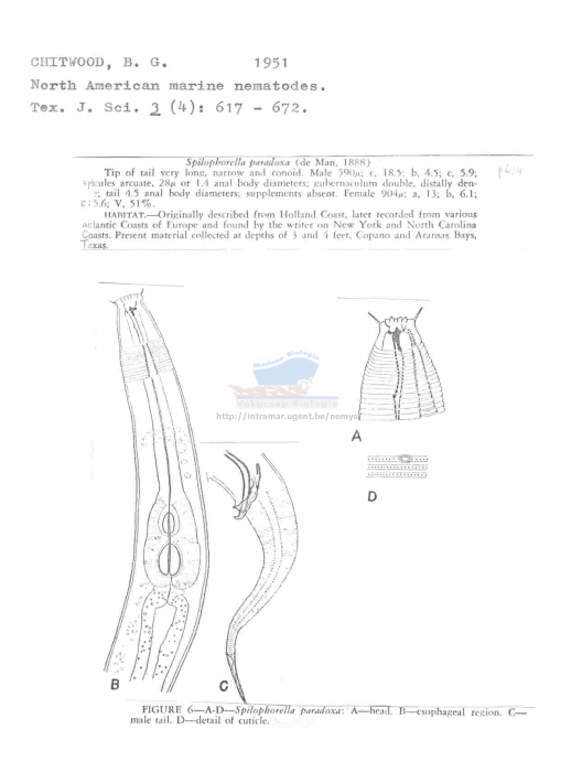 Spilophorella paradoxa