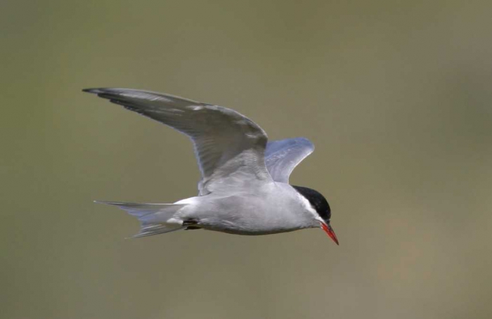 Kerguelen tern (Sterna virgata) 1