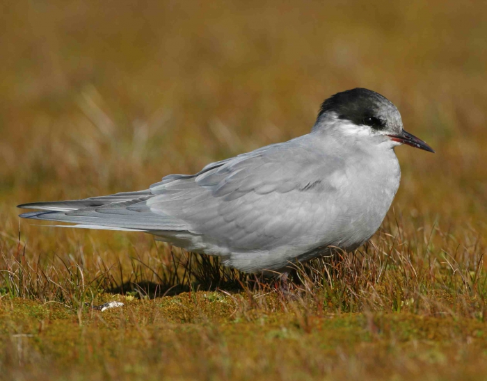 Kerguelen tern (Sterna virgata) 2