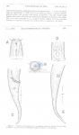 Nematode file-library of the Marine Biology Section (Ghent University, Belgium)