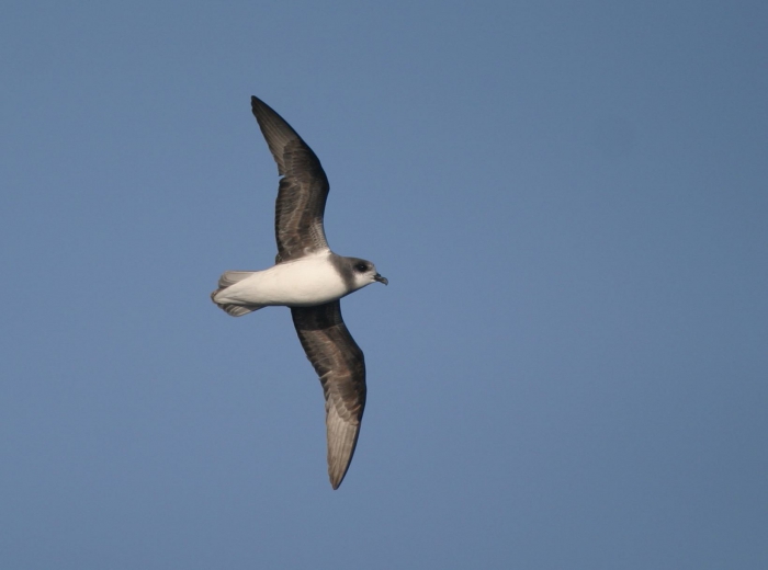 Soft-plumaged petrel (Pterodroma mollis) 1 Soft-plumaged petrel (Pterodroma mollis) 1