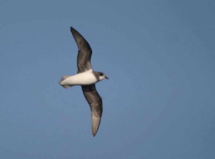 Soft-plumaged petrel (Pterodroma mollis) 1