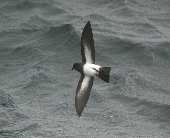 Storm-petrel sp.