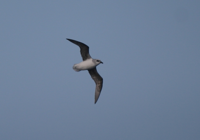 White-bellied storm-petrel (Fregetta grallaria) White-bellied storm-petrel (Fregetta grallaria)