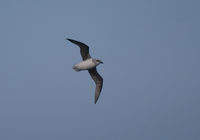 White-bellied storm-petrel (Fregetta grallaria)