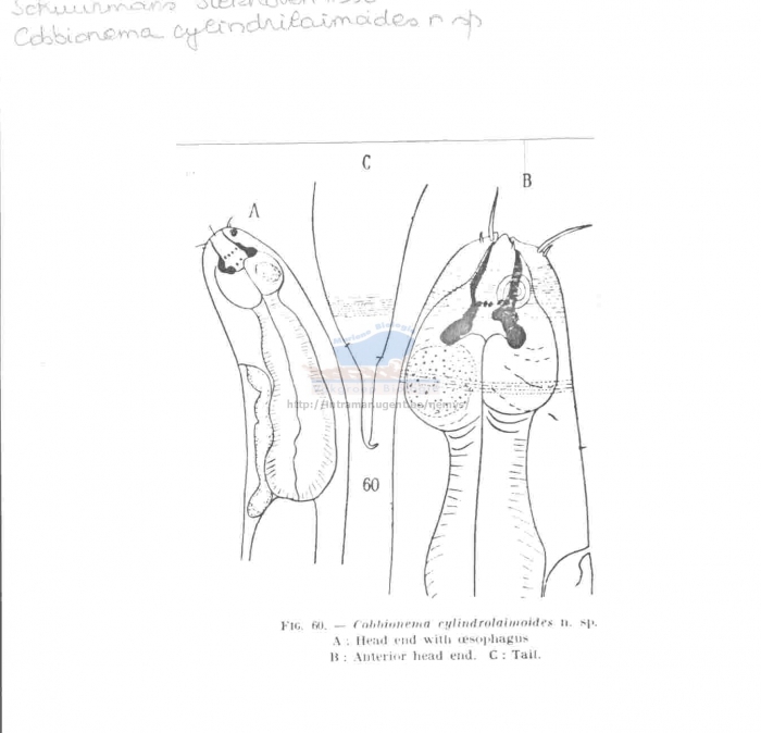 Cobbionema cylindrilaimoides