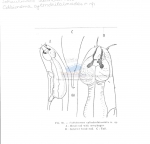 Nematode file-library of the Marine Biology Section (Ghent University, Belgium)