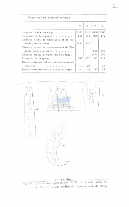 Cyatholaimus gracilis