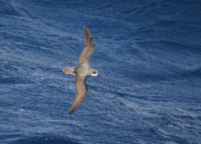 Soft-plumaged petrel (Pterodroma mollis) Soft-plumaged petrel (Pterodroma mollis)