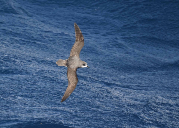 Soft-plumaged petrel (Pterodroma mollis)