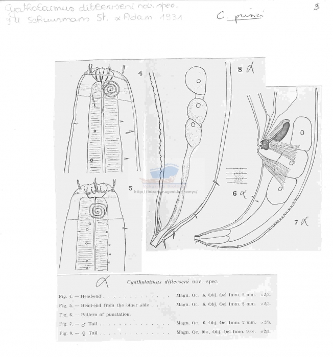 Cyatholaimus prinzi