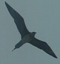 Arctic skua (Stercorarius parasiticus) 2 Arctic skua (Stercorarius parasiticus) 2