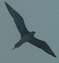 Arctic skua (Stercorarius parasiticus) 2