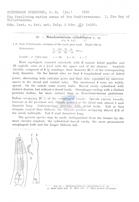 Metacyatholaimus cylindribucca