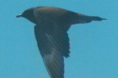 Long-tailed skua (Stercorarius longicaudus) 1