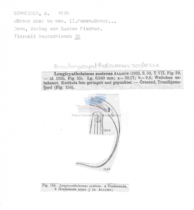 Paralongicyatholaimus zosterae