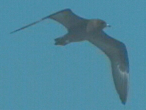 Long-tailed skua (Stercorarius longicaudus) 2