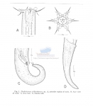 Phyllolaimus tridentatus