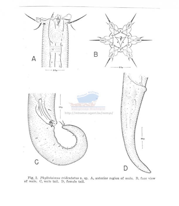 Phyllolaimus tridentatus