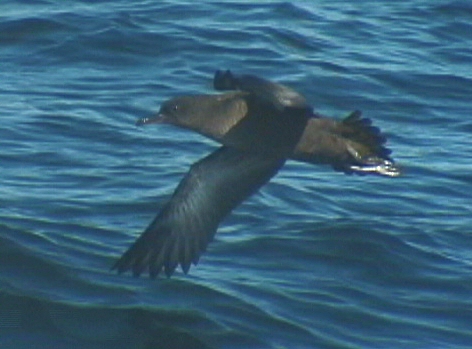 Sooty shearwater (Puffinus griseus)