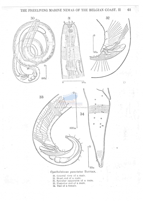 Praeacanthonchus punctatus