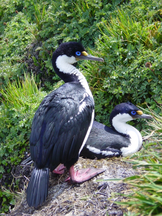 Crozet shag (Phalacrocorax melanogenis) Crozet shag (Phalacrocorax melanogenis)