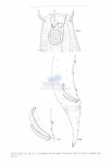 Nematode file-library of the Marine Biology Section (Ghent University, Belgium)