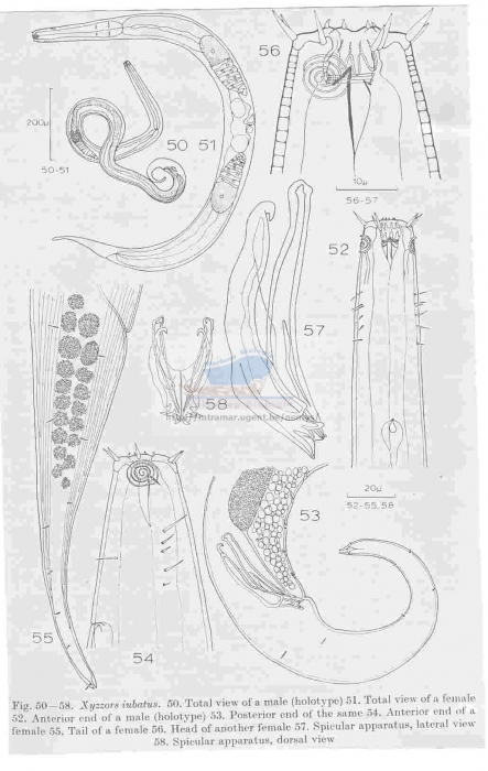 Xyzzors iubatus Xyzzors iubatus
