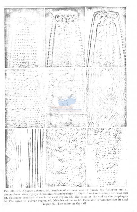 Xyzzors iubatus Xyzzors iubatus