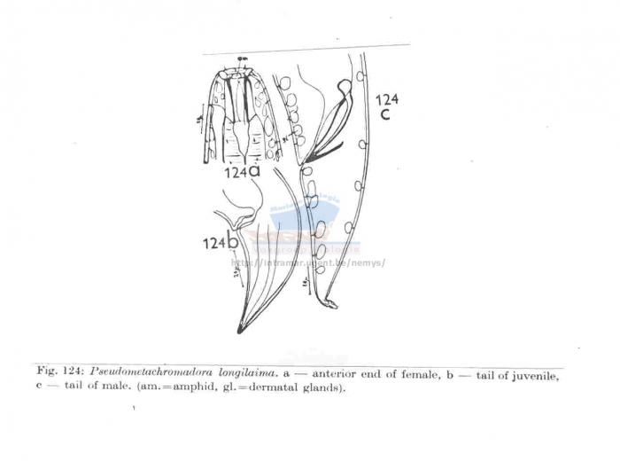 Pseudometachromadora longilaima