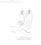 Nematode file-library of the Marine Biology Section (Ghent University, Belgium)