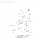 Pseudometachromadora longilaima