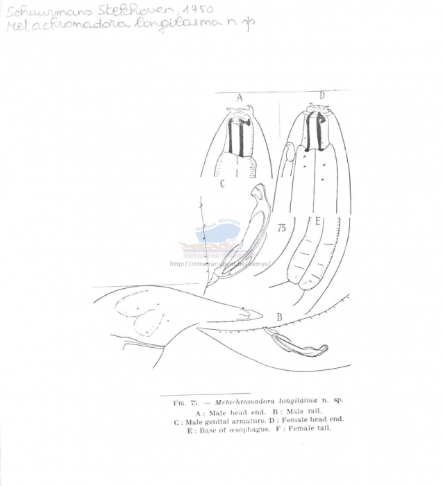 Pseudometachromadora longilaima