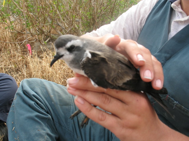 White-faced storm-petrel (Pelagodroma marina) 1 White-faced storm-petrel (Pelagodroma marina) 1