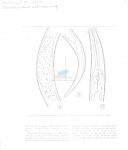 Prodesmodora arcticus