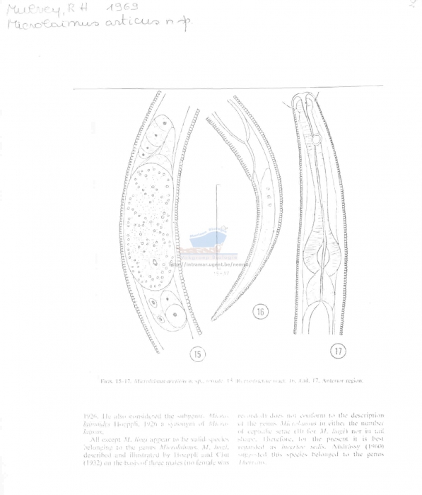 Prodesmodora arcticus