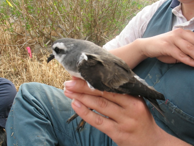 White-faced storm-petrel (Pelagodroma marina) 2