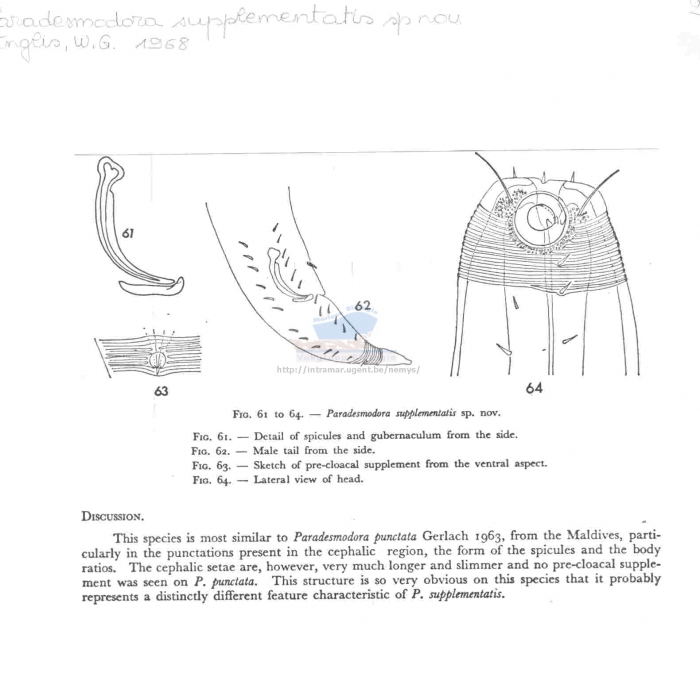 Paradesmodora supplementatis