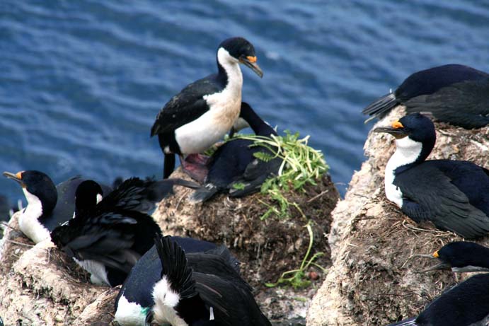 Kerguelen shag 1 Kerguelen shag 1