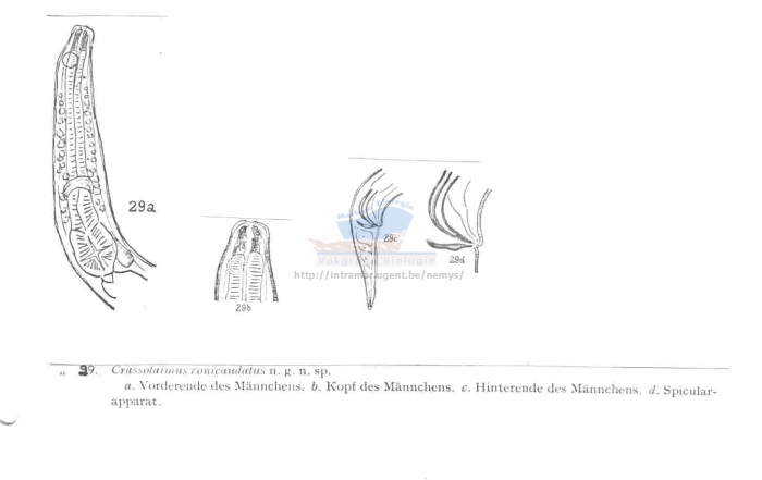 Crassolaimus conicaudatus