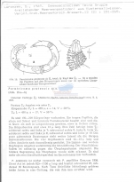 Paratricoma pratensis