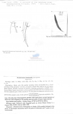 Prototricoma longicauda