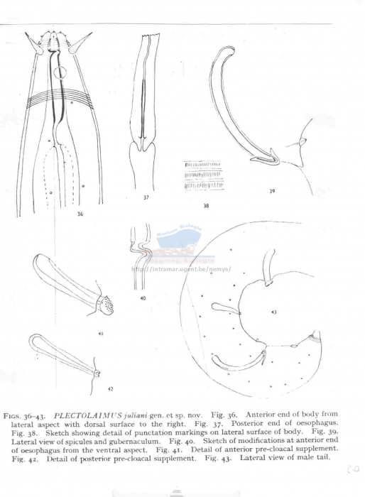 Plectolaimus juliani